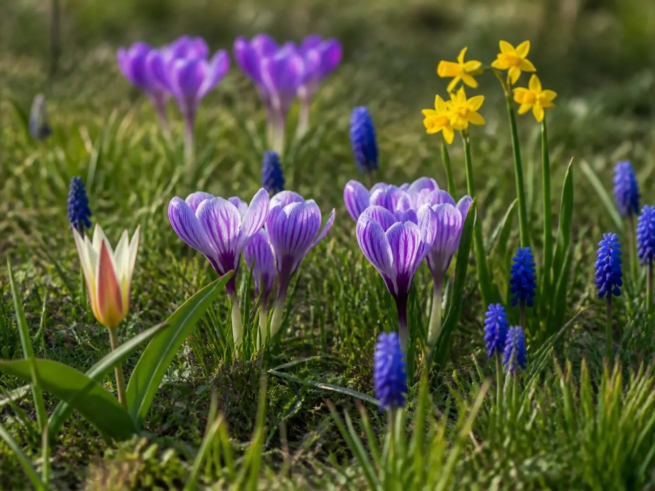 Přírodní záhon s postupným kvetením – detail kvetoucí kombinace
